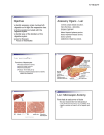 Objectives Accessory Organs - Liver Liver composition Liver