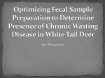 Optimizing Fecal Sample Preparation to Determine Presence of