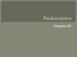 Prokaryotes