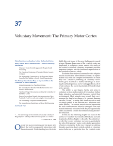 Voluntary Movement: The Primary Motor Cortex