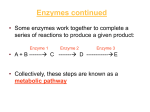 Enzymes continued