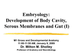 Development of body cavities