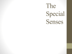 The Special Senses