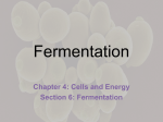 4.6 Fermentation