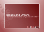 Tissues and Organs