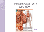 THE RESPIRATORY SYSTEM