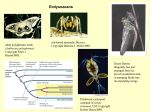 Ecdysozoans - Faculty Web Sites at the University of Virginia