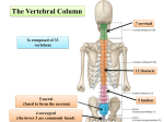 The Vertebral Column