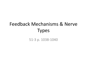 Feedback Mechanisms and Types of Neurons