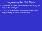 10-3 Regulating the Cell Cycle