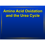 Amino Acid Oxidation and the Urea Cycle