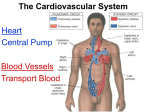 17. Cardio Anatomy Part 1