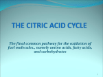 THE CITRIC ACID CYCLE