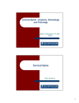 Cervical Spine - continuing