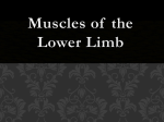 Muscles Of the lower limb_castex - Mater Academy Charter Middle