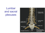 21. Lumbar and sacral plexus