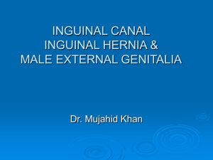 22-Inguinal Canal