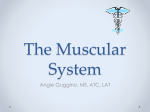 The Muscular System - Harrison High School