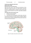 Reward” and “Punishment” Function of the Limbic System