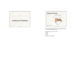 parts of the ear combined act as a transducer