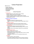 ch 7 Cellular Respiration