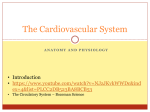 Blood and the Cardiovascular System