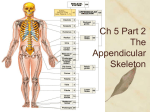 The Appendicular Skeleton