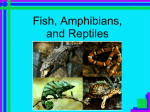 Powerpoint Review of Fish, Amphibians, and Reptiles