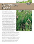 Common Reed Invasive Species
