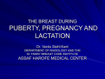 THE BREAST DURING PUBERTY, PREGNANCY AND LACTATION