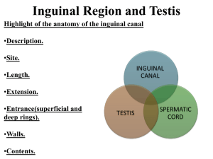 The deep inguinal ring