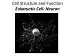 Cell Structure and Function Eukaryotic Cell: Neuron