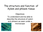 The structure and function of Xylem and phloem tissue