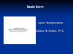 Brain Stem Reticular Formation