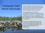 Freshwater Tidal Marsh Field Guide