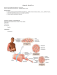 Chapter 10 – Muscle Tissue