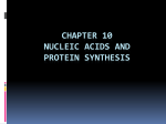 Chapter 10 Nucleic Acids and Protein synthesis