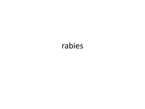 Rabies*what is it???