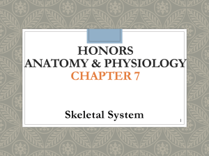 Chapter 7 - skeletal system