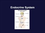 Endocrine Systemnew
