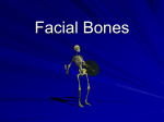 Facial Bones - Coach Frei Science