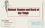 Gluteal Region and Back of the Thigh