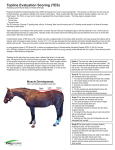 Topline Evaluation Scoring (TES)