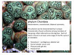 phylum Chordata