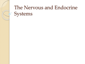 The Nervous and Endocrine Systems