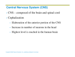 Central Nervous System (CNS) CNS – composed of the brain and