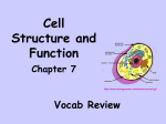 Cell Parts Vocab ONLY