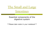 The Small and Large Intestines