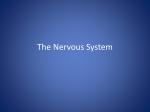 nerve net
