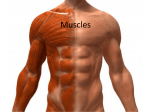 Week 5, Muscles, Feb 12, student version